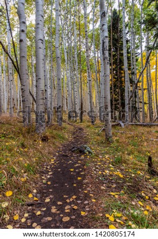 Beautiful Hiking Trail Through A AspenTree Forest During Fall In Northern Arizona near Flagstaff..