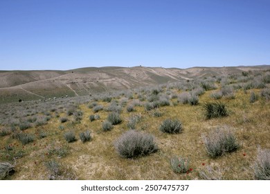 Beautiful hills and fields, poppies and bushes, blue sky, Uzbekistan, Navoi region - Powered by Shutterstock