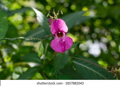 Beautiful Himalayan Balsam, Impatiens Glandulifera Blooming Flower Close Up Photo. Policeman Helmet Plant, Bobby Tops, Invasive Asian Plant Species.