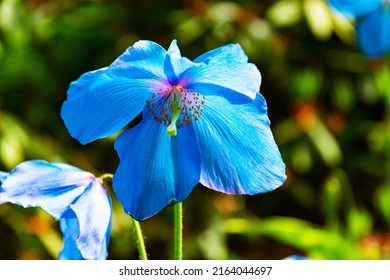 beautiful himalayan blue poppy flowers