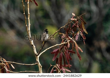 a beautiful Himalayan Bulbul with a mohawk white cheeks and yellow vent