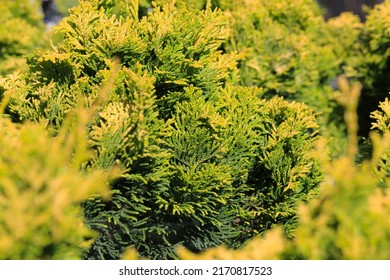 1,026 Hinoki tree Images, Stock Photos & Vectors | Shutterstock