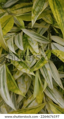 beautiful hiyas leaves fit for the home page