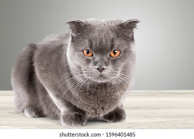 Bebe Gato Stock Photos Images Photography Shutterstock