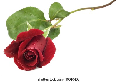 A Beautiful Home Grown Long Stem Red Rose Isolated On White Background, Great For Valentine's Day