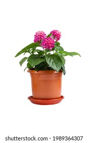 Beautiful Home Pink Flower Lantana In A Pot On White.