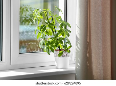 Beautiful Home Plant On Windowsill