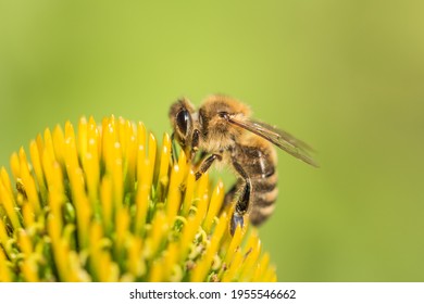 Beautiful honey bee closeup on flower gather nectar and pollen. Animal sitting for pollination. Important insect for environment ecology ecosystem. Awareness of nature climate change sustainability
