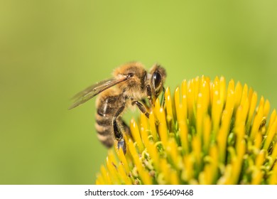 Beautiful honey bee closeup on flower gather nectar and pollen. Animal sitting for pollination. Important insect for environment ecology ecosystem. Awareness of nature climate change sustainability
