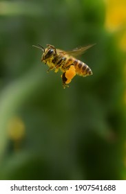 Beautiful Honey Bee Is Flying On A Sunny Tuesday