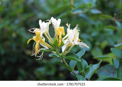 beautiful honey suckle in summer - Shutterstock ID 1781707523