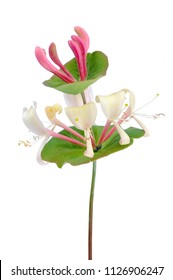 Beautiful Honeysuckle Flower On White Background