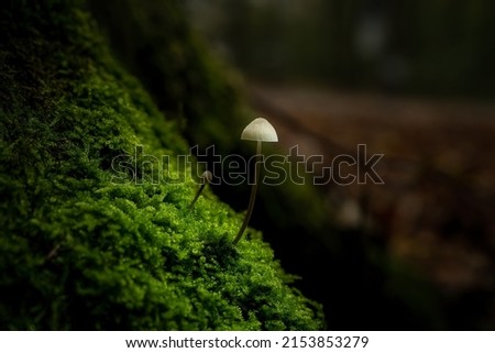 Beautiful horizontal closeup of a tiny mushroom growing on tee trunk with green moss and dark bokeh forest background. Macro of mushroom in autumn forest scene. 