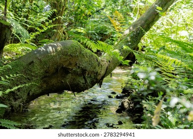 A beautiful horizontal composition of a clear small stream flowing through a lush green forest, featuring a large moss-covered fallen tree logs across the creek with soft natural sunlight.