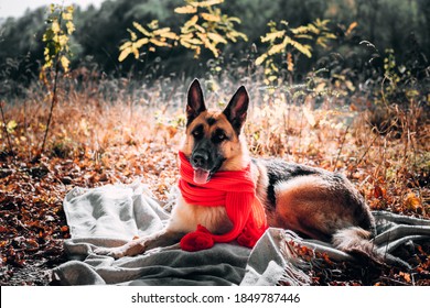 Beautiful horizontal picture of a dog for a calendar or screen saver. A black-and-red German shepherd with a red scarf lies on a blanket in a yellow autumn forest. Charming thoroughbred dog.