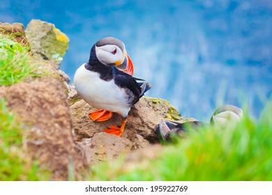 Beautiful Horned Atlantic Puffin also known as Fratercula on Latrabjarg Cape, Vestfirdir, Iceland. 