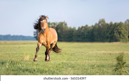 Beautiful Horse.