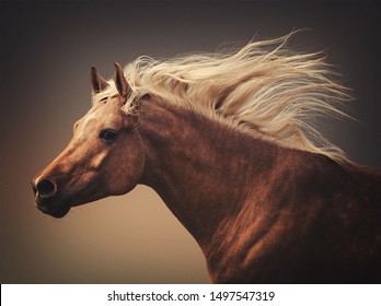 Beautiful horse action portrait in dust