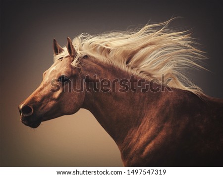 Beautiful horse action portrait in dust