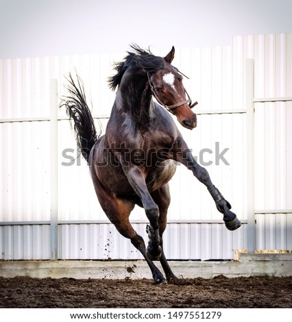 Beautiful horse action portrait in summer