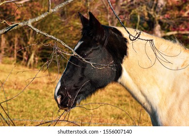 Beautiful Horse In Black Mountain North Carolina 