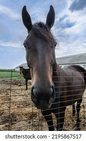 Beautiful Horse Close-up Portrait In The Farm No People