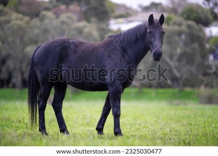 Beautiful Horse in a field on a farm in Australia. Horses in a meadow in spring