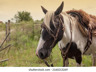 Beautiful Horse In The Field In Uruguay