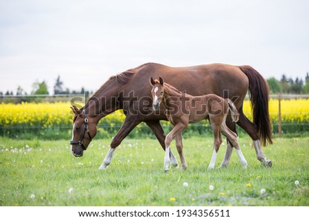 beautiful horse foal chestnut filly with mare mother german sport horse outside in spring time