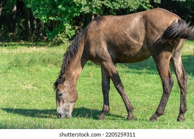 Beautiful Horse Grazing In Pasture. Mare Eating Green Grass. Adult Female Equus Caballus With Dark Tail And Mane On The Field. Perissodactyla Pluck And Eating Plants On Sunny Day.