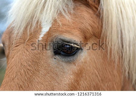 Similar – Image, Stock Photo humans in animals Horse