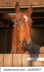 Beautiful Horse Looking Out, Over His Stable Door