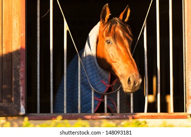 beautiful horse looking through the window