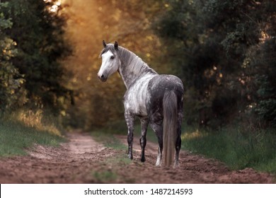 Beautiful horse in the magic forest. Purebred arabian stallion posing in the back light. 