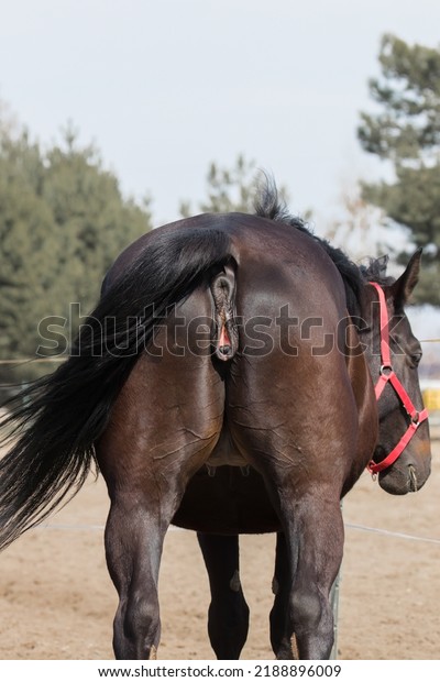 A beautiful horse mare, a mature\
female and her reproductive organs. Adult horse in the stud\
paddock, back turned, rump, butt. Stable with driving\
lessons.