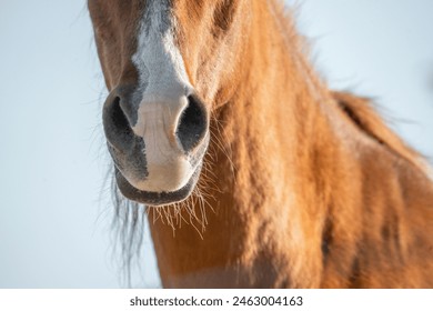 beautiful horse nose detail close shot photography - Powered by Shutterstock