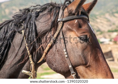 beautiful horse on a background of mountains