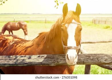 Beautiful Horse On Farm 