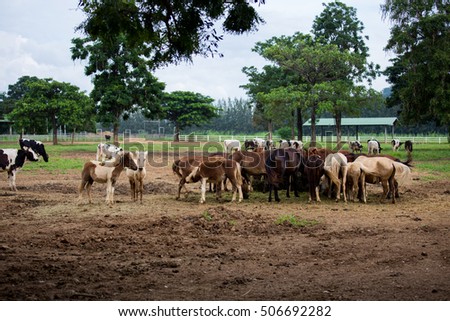 Similar – Lipizzaner, Pferderasse, Slowenien, Europa