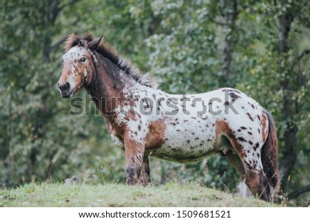 Beautiful horse outdoors enjoying nature