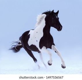 Beautiful horse playing in winter snow