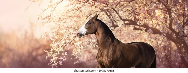 Beautiful  horse portrait standing in front of flowering plum trees. Panorama. Banner