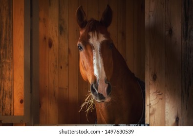Beautiful horse portrait in warm light - Shutterstock ID 1497630539