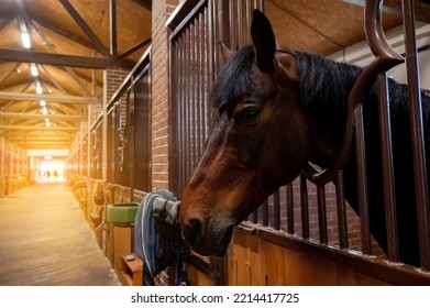 Beautiful Horse Portrait In Warm Light In Stable