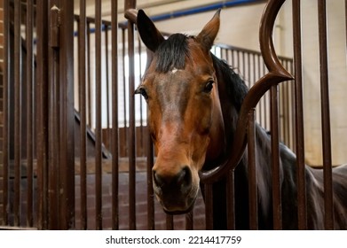 Beautiful Horse Portrait In Warm Light In Stable