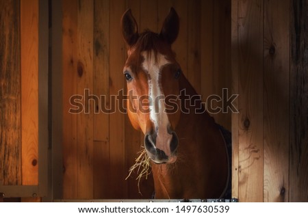 Beautiful horse portrait in warm light