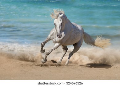 Beautiful horse run along the shore of the sea