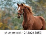 Beautiful horse running in autumn