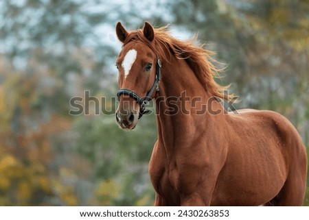 Similar – Image, Stock Photo A horse paddock in the evening in the fog with feed manger behind a pasture fence surrounded by trees and bushes