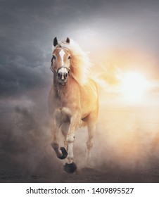 Beautiful Horse Running In Dust